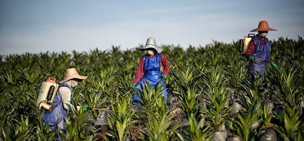 Trabajadores en plantación de palma, origen de la materia prima
